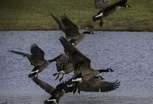 Canadian Geese taking flight from a pond