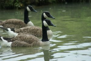Three Canadian Geese swimming together in water