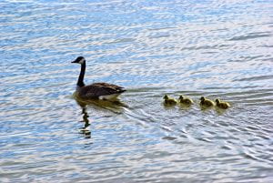 Goose and her four goslings swimming in a line