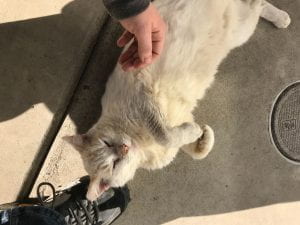 A white cat with pleasantly closed eyes rolled onto his belly while a hand pets him.